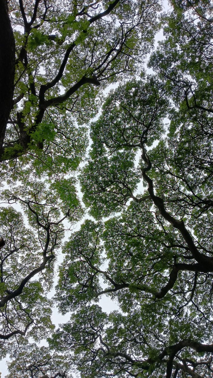 Looking up into a tree canopy